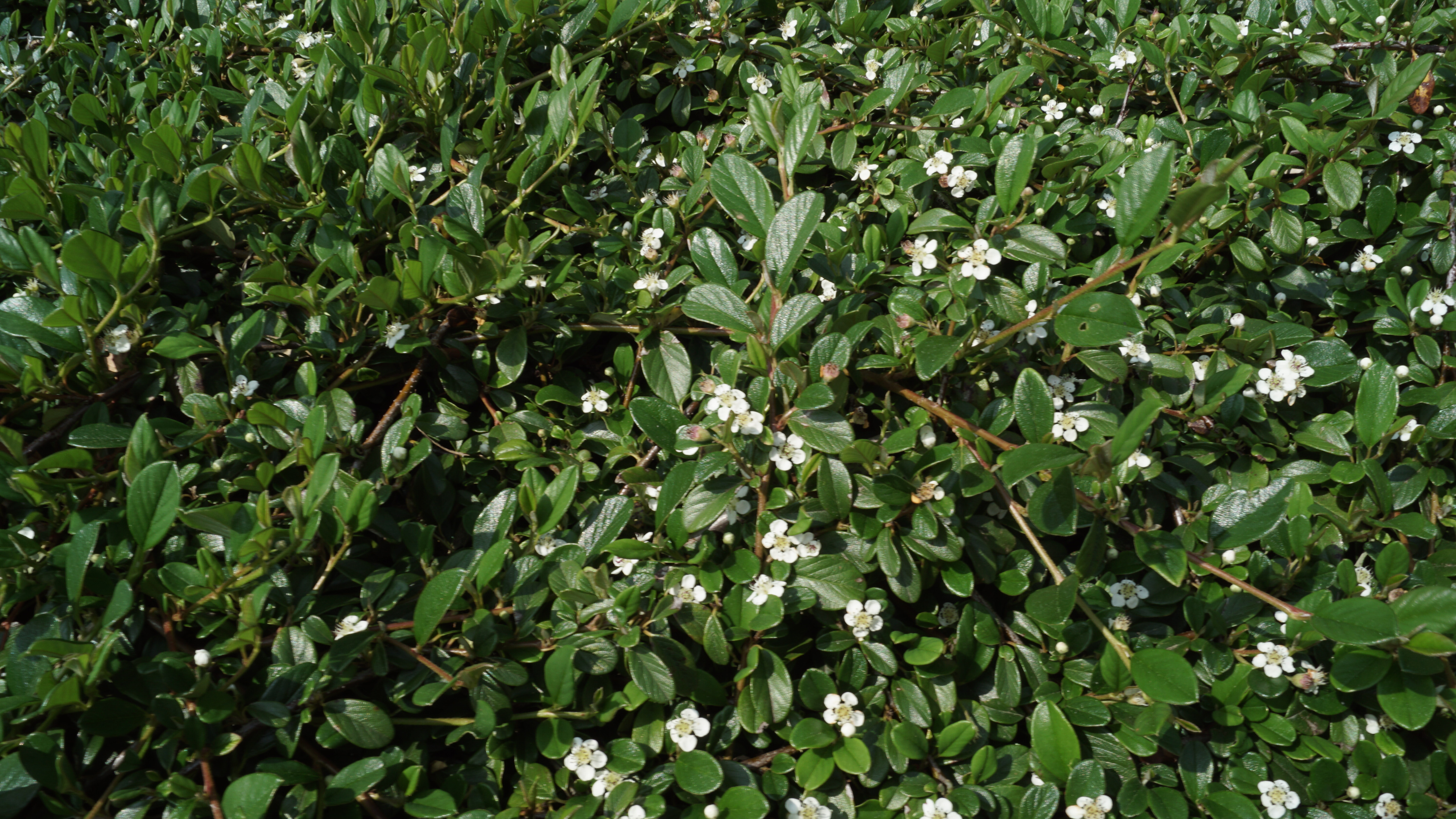 Cotoneaster radicans Eichholz_02
